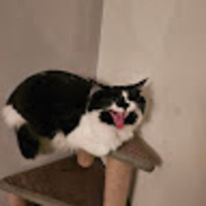 Meet your Posher, Holden